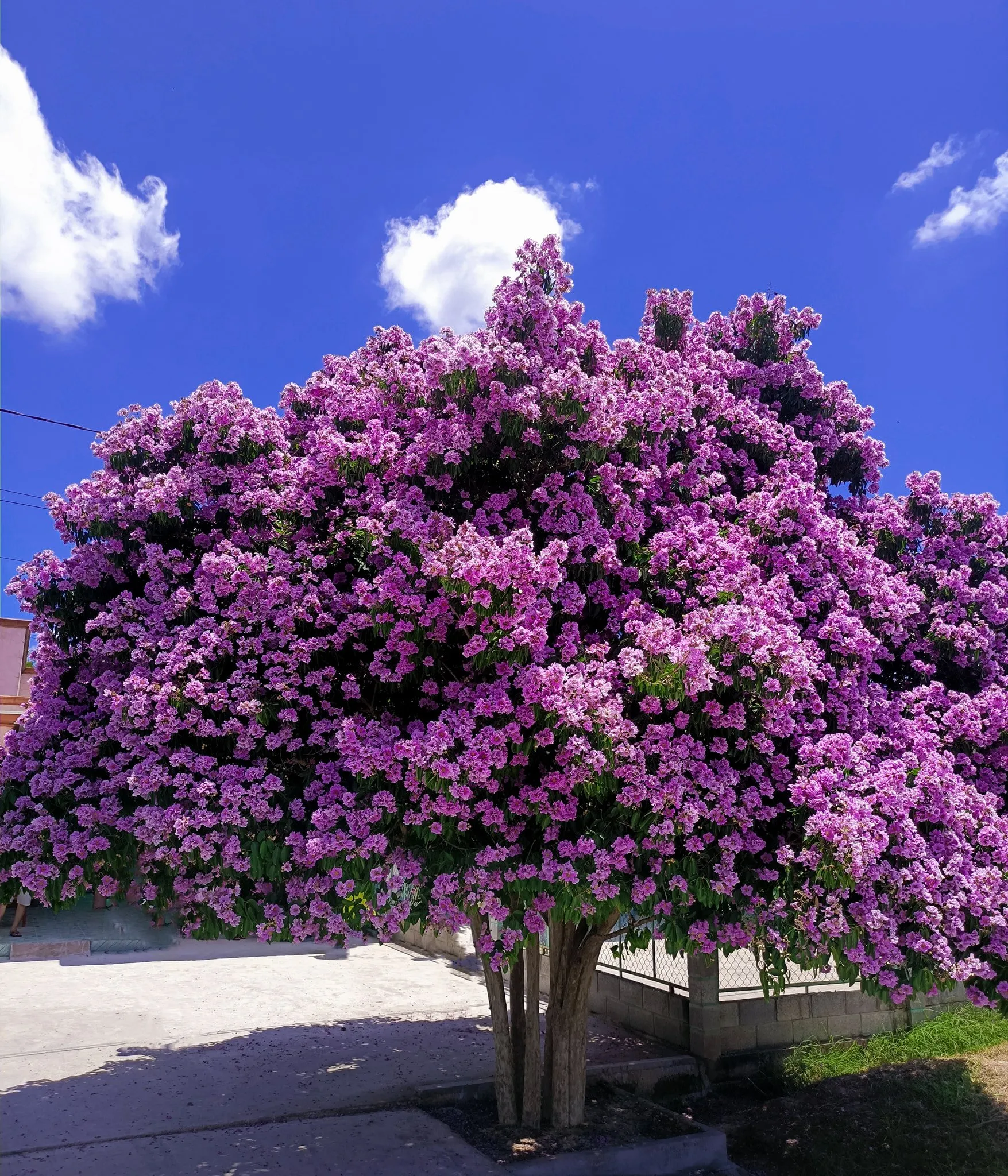 Cây Bằng Lăng: Cây Bóng Mát Chịu Hạn Tốt Cho Vỉa Hè Đô Thị
