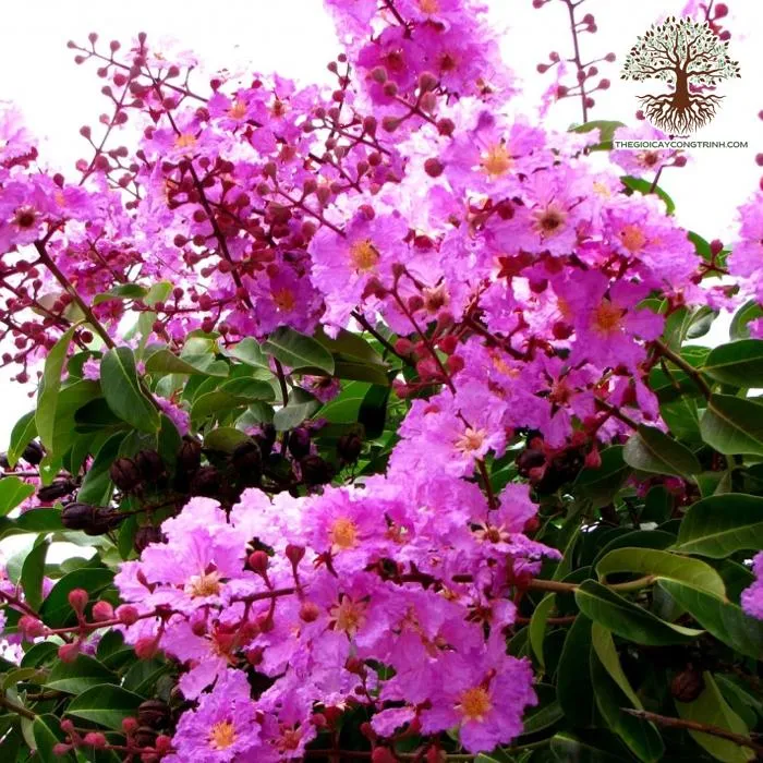Cây Bằng Lăng Tím có thân gỗ chắc chắn và tán rộng, phù hợp làm cây cảnh quan