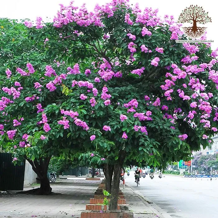 Cây Bằng Lăng Tím trong công viên, tượng trưng cho tuổi học trò và sự thủy chung