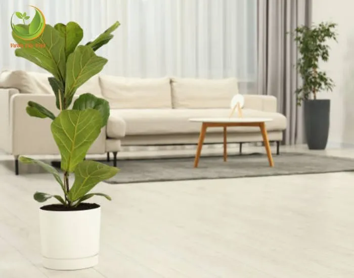 Cây Bàng Singapore có nhiều công dụng tuyệt vời