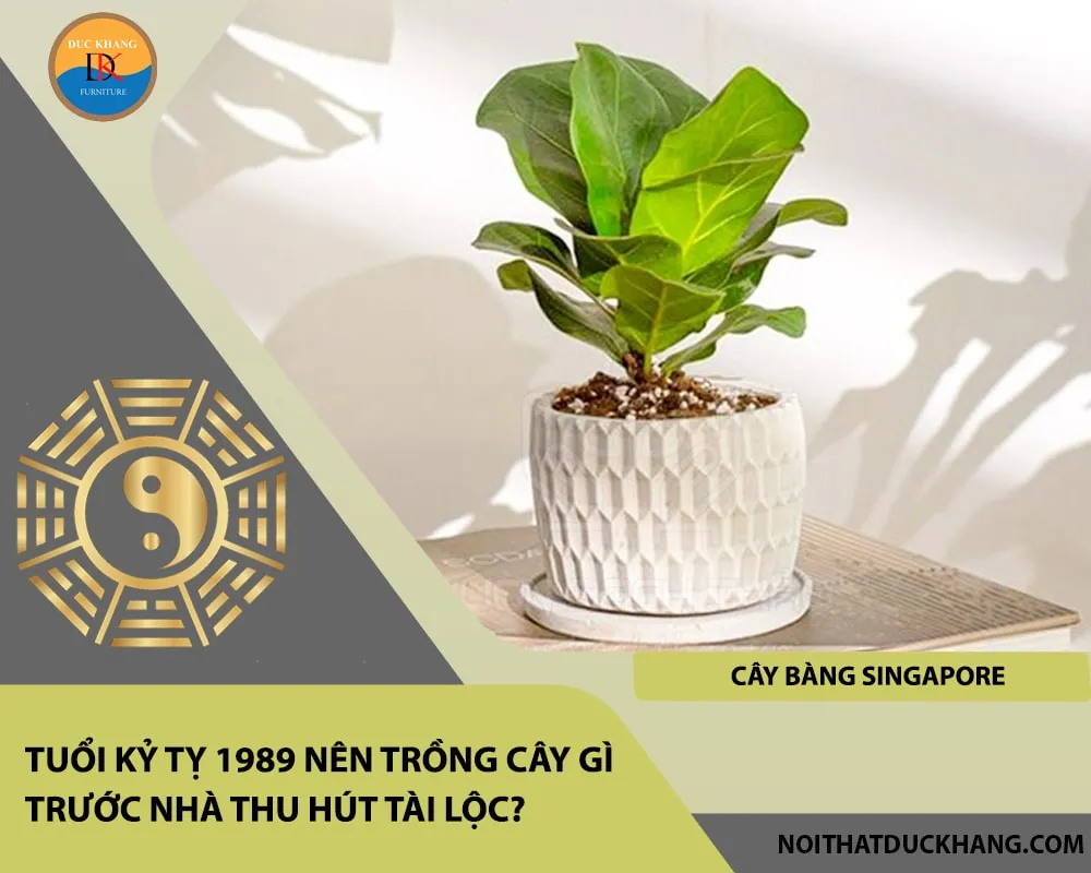 Cây Bàng Singapore đại diện cho sức khỏe và may mắn tuổi Kỷ Tỵ