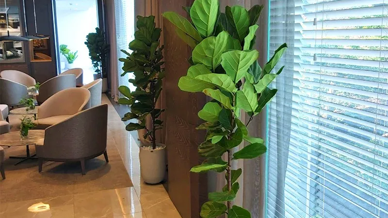 Cây Bàng Singapore được trồng trong chậu, góp phần cải thiện chất lượng không khí bên trong nhà ở.