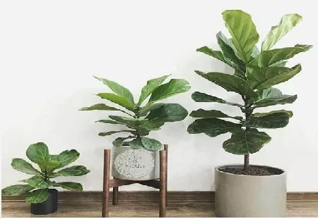 Cây Bàng Singapore trong chậu được dùng làm cây cảnh nội thất hoặc trang trí sân vườn nhỏ