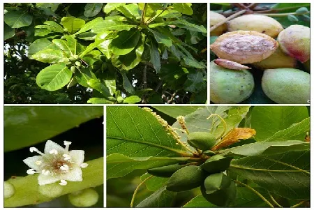 Cây Bàng thân gỗ lớn có tán lá rộng tạo bóng mát tự nhiên trong khuôn viên