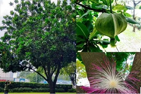 Cây Bàng Vuông với hình dáng độc đáo, tô điểm cho không gian công viên và khu nghỉ dưỡng