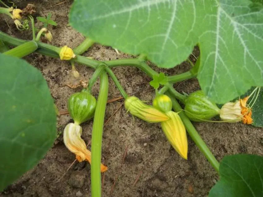 Cây bí đỏ khi ra hoa cần được chăm sóc đặc biệt