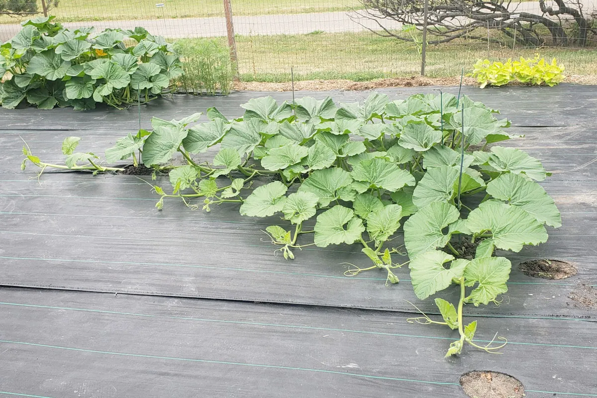 Cây bí ngô khổng lồ đã phát triển thân và lá mạnh mẽ sau 45 ngày áp dụng kỹ thuật trồng cây bí ngô