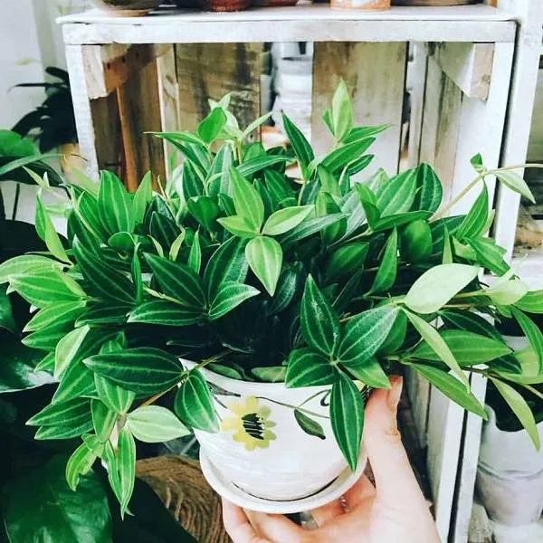 Cây Bình An tươi tốt, được chăm sóc theo đúng kỹ thuật chuyên nghiệp
