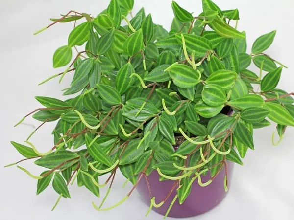 Cây Bình An tượng trưng cho sự may mắn và bình yên