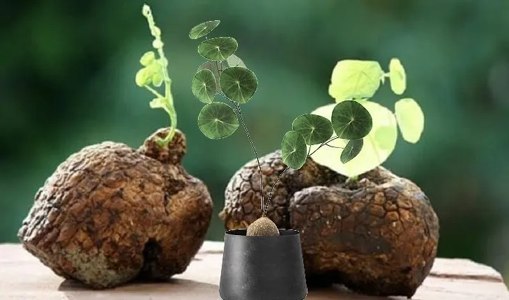 Cây Bình Vôi đã ra lá, thể hiện ý nghĩa phong thủy tốt lành