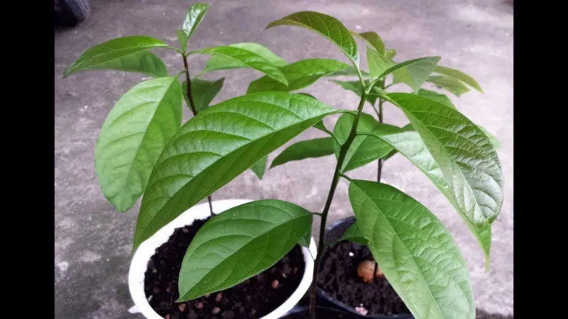 Cây bơ con trồng trong chậu