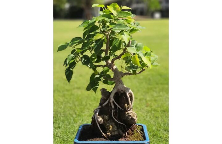 Có Nên Trồng Cây Bồ Đề: Giải Pháp Phong Thủy Và Kỹ Thuật Chăm Sóc Toàn Diện