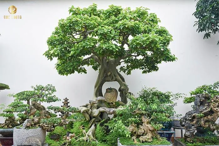 Cây Bồ Đề bonsai mang ý nghĩa tâm linh sâu sắc, biểu tượng cho sự giác ngộ