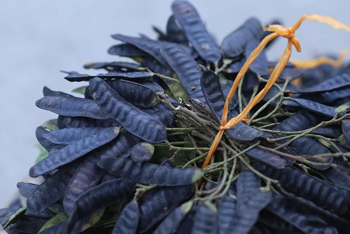 Cây bồ kết với những quả màu nâu sẫm, thể hiện đặc điểm thu hoạch và cách trồng cây bồ kết