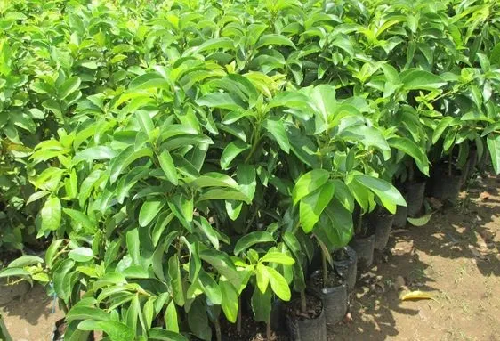 Cây bơ sáp giống tại vườn ươm Cây Giống Đồng Nai với lá xanh đậm và thân cứng cáp