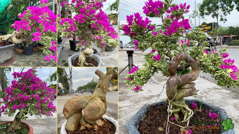 Cây bông giấy Mỹ được dùng trang trí sân vườn và tạo dáng bonsai nghệ thuật