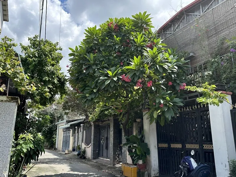 Cây bóng mát giúp cải thiện chất lượng không khí và giảm nhiệt độ đô thị