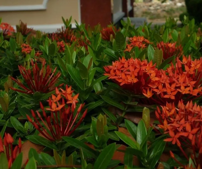 Cây bông trang lá lớn đang nở hoa đỏ rực, minh họa cách trồng và chăm sóc hiệu quả