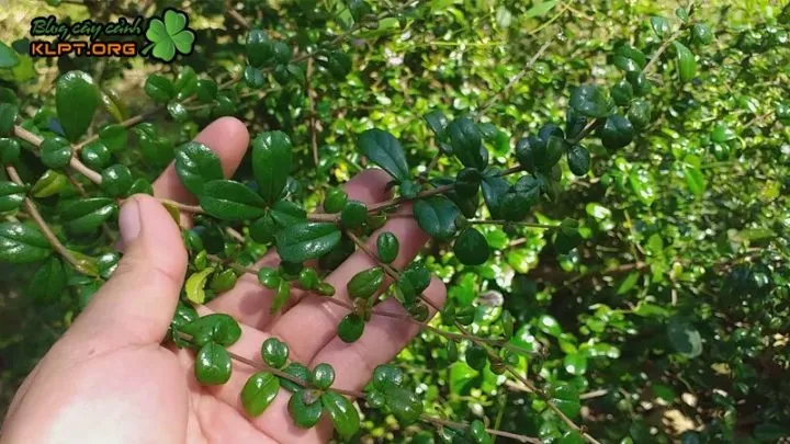 Cây bùm sụm chùm rụm thân xù xì, đặc điểm nhận dạng khi trồng