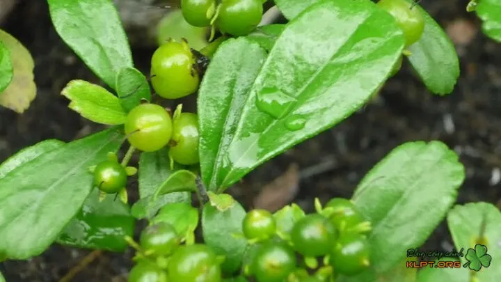 Cây bùm sụm dáng đẹp, thân to uốn lượn tự nhiên