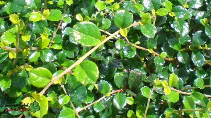 Cây bùm sụm trồng làm cảnh, lá xanh tươi tốt