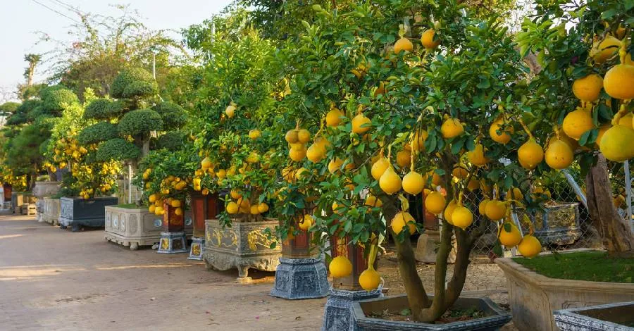 Cây bưởi cảnh được trồng trong chậu lớn, tối ưu không gian vườn nhỏ.