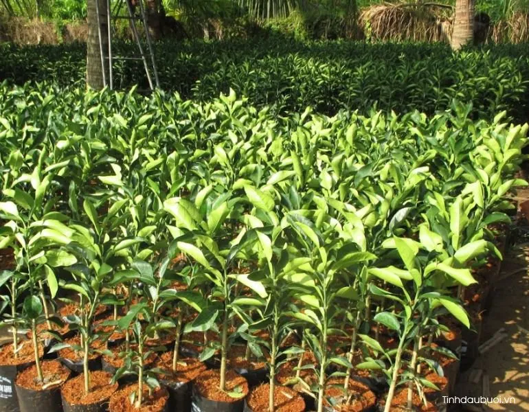 Cây bưởi da xanh chiết cành với hệ thống rễ chùm yếu, minh họa cho phương pháp nhân giống vô tính cần chăm sóc đặc biệt.
