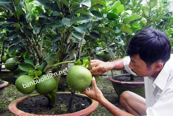 Cây bưởi da xanh sai trái được trồng thành công trong chậu cảnh