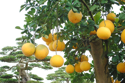 Cách Chăm Sóc Cây Bưởi Đúng Kỹ Thuật Cho Năng Suất Cao