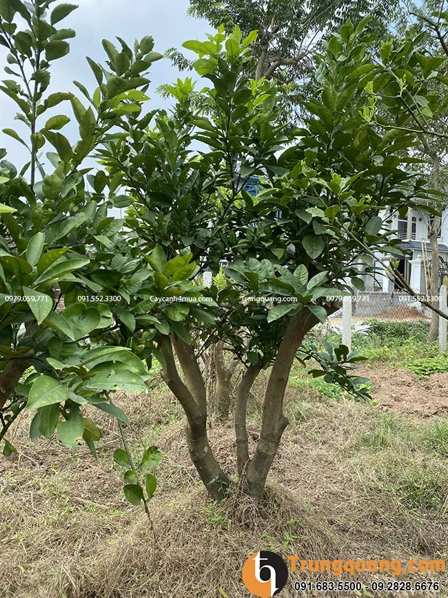 Cây bưởi diễn cho năng suất cao, quả ngọt đậm vị