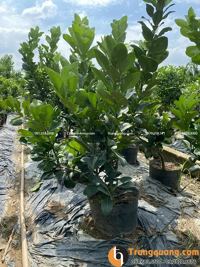 Cây bưởi diễn giống đang được trồng trong chậu, bộ rễ khỏe mạnh