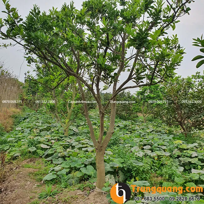 Cây bưởi diễn trồng lấy quả đang ra hoa và kết trái sai