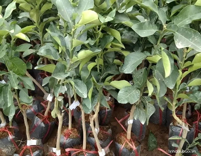 Cây bưởi ghép phát triển mạnh mẽ trên gốc ghép khỏe, thể hiện khả năng thích nghi và chống chịu sâu bệnh cao.