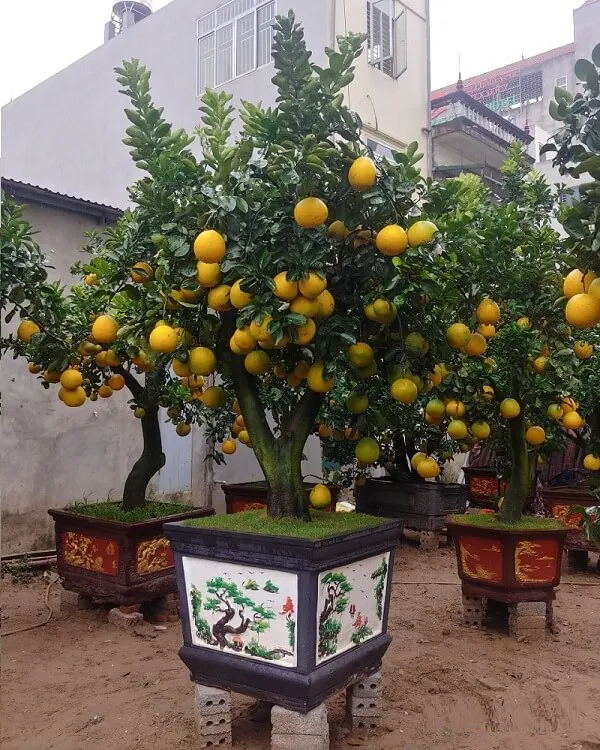Cây bưởi ra quả trĩu cành, áp dụng cách trồng cây ăn quả trong vườn đúng kỹ thuật.