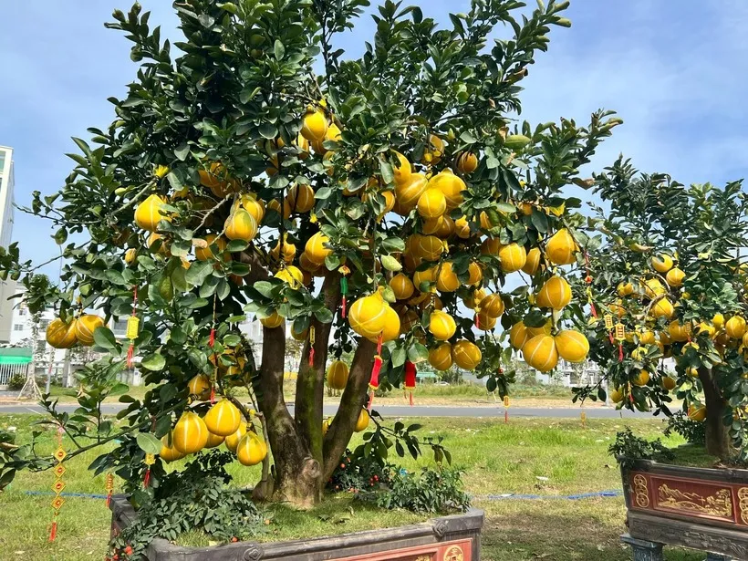 Cây bưởi sum suê, quả tròn đầy, biểu tượng của sự thịnh vượng khi trồng trước nhà