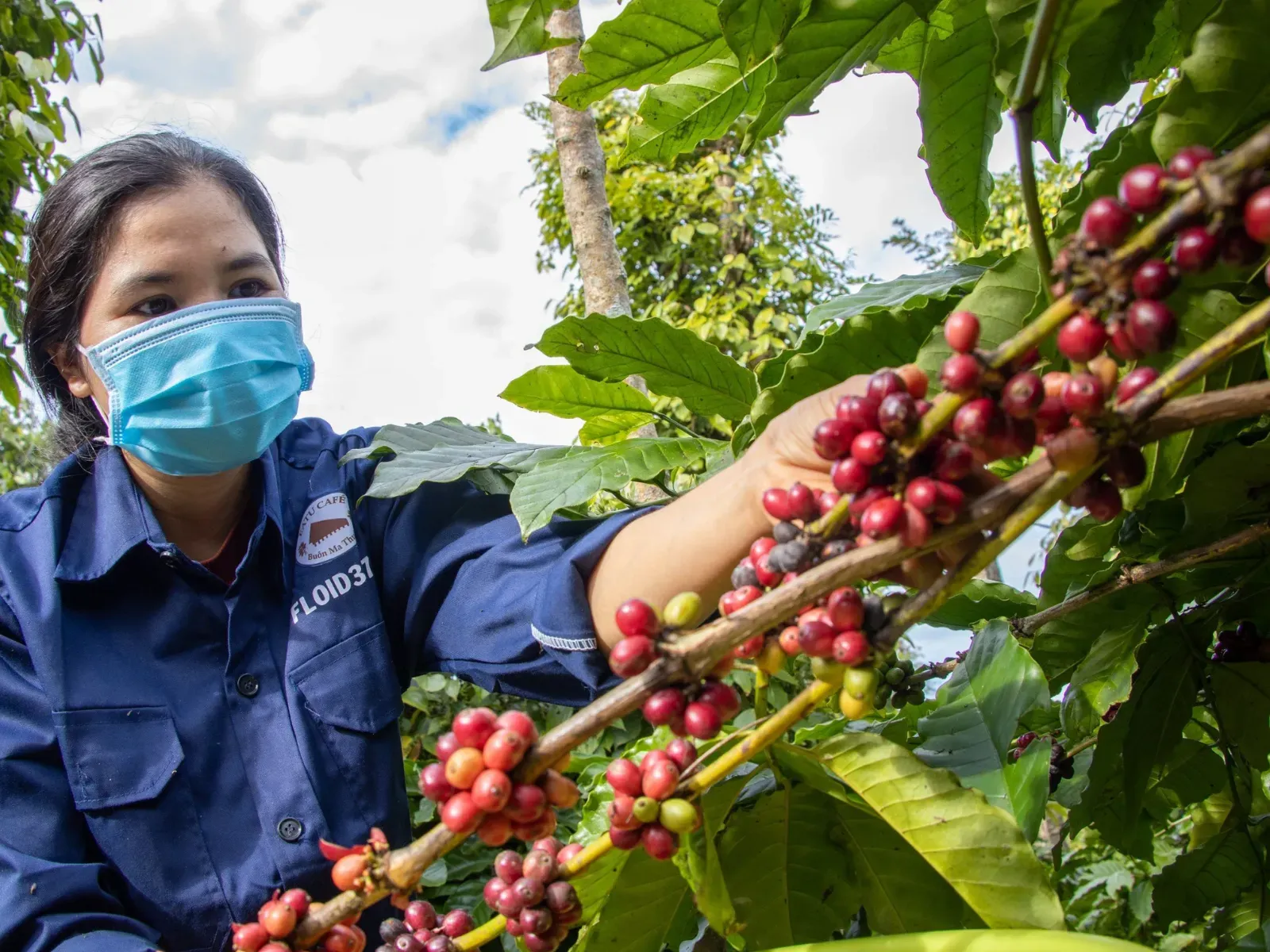 Cây cà phê đang trong giai đoạn phục hồi sau vụ mùa