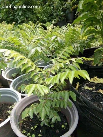 Cây cà ri con trong giai đoạn chăm sóc ban đầu, yếu tố khoảng cách trồng cây cà ri quyết định