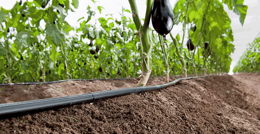 Cây cà tím đang đậu quả và được chăm sóc bằng hệ thống tưới