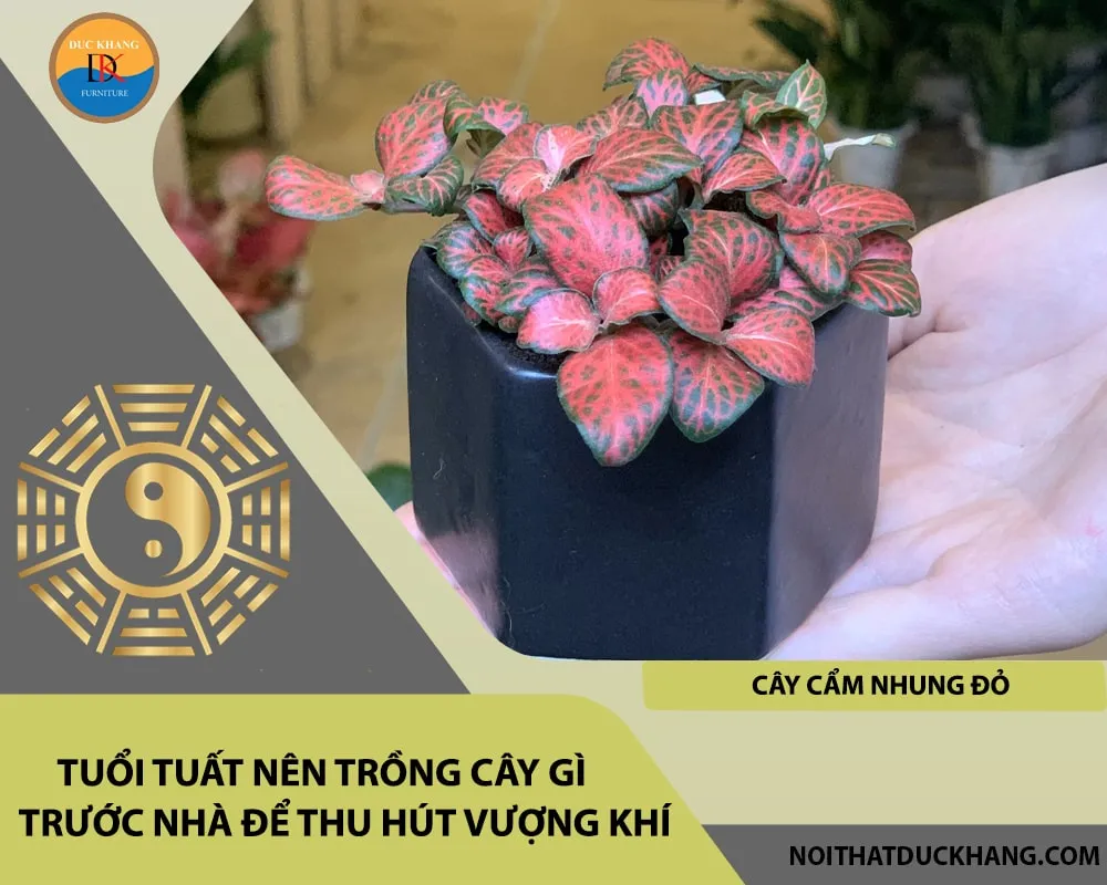 Cây cẩm nhung đỏ, loại cây giúp người tuổi Tuất mệnh Thổ củng cố sự ổn định và bền vững trong cuộc sống.