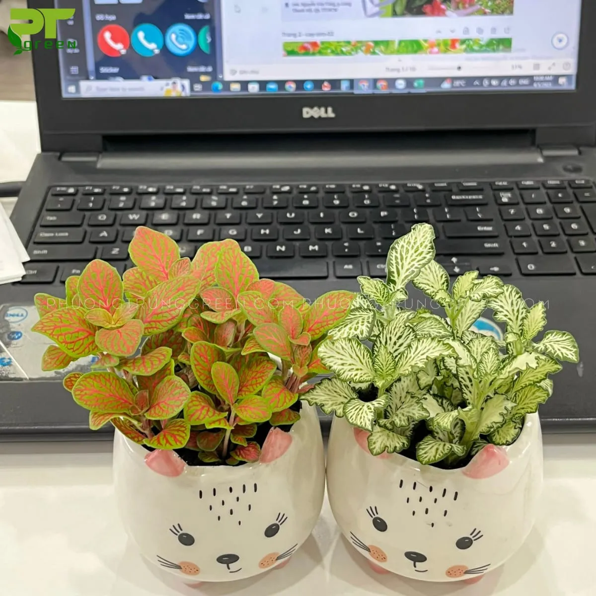 Cây cẩm nhung lá may mắn trên bàn làm việc, có gân màu hồng