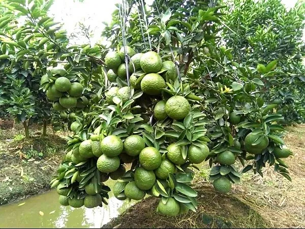 Cây cam sành đang trong giai đoạn thu hoạch quả chín vàng