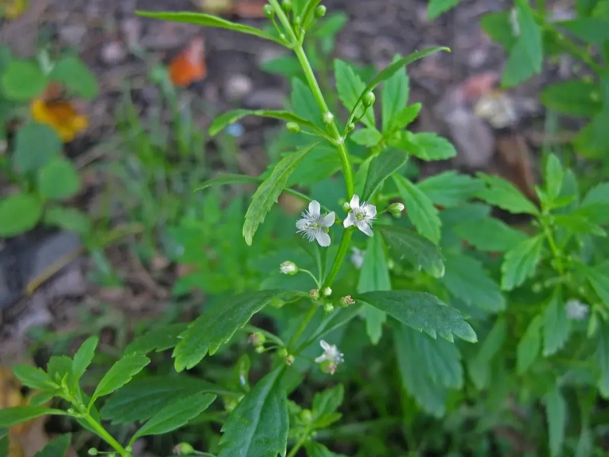 Cây Cam Thảo bắc phát triển khá thuận lợi ở môi trường mát mẻ