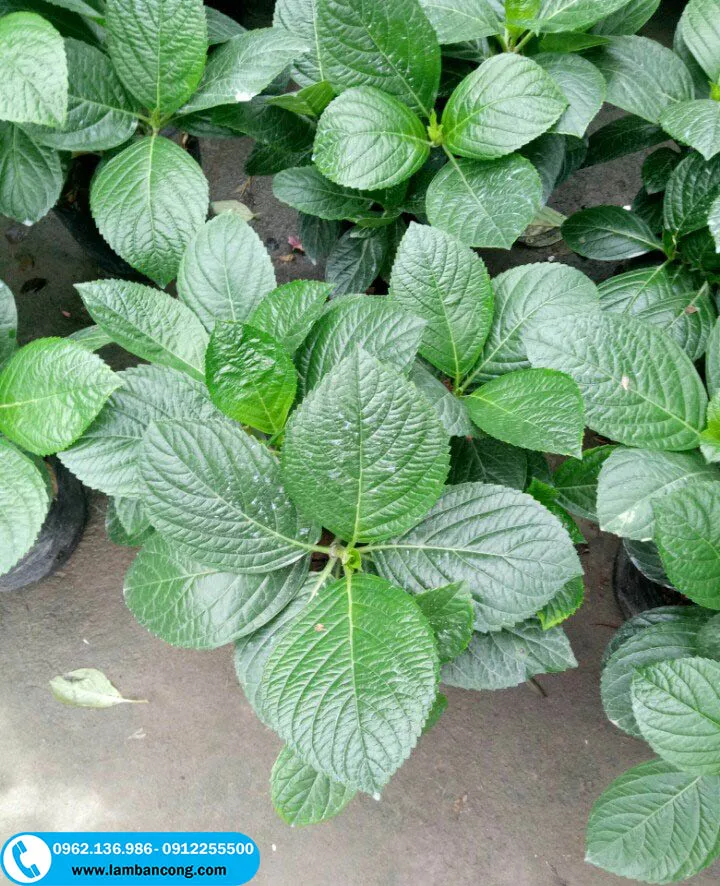 cây cẩm tú cầu chưa ra hoa và cần tỉa cành