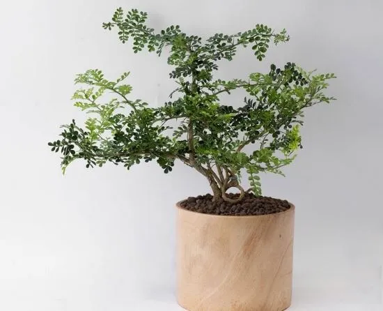 Cây Cần Thăng trang trí không gian sống