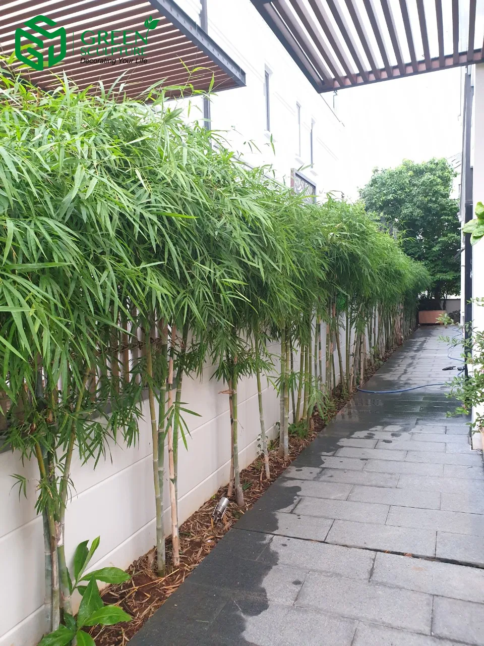 Cây cảnh có dáng bonsai như Lộc Vừng, Sung là những loại cây nên trồng trước nhà để chiêu tài