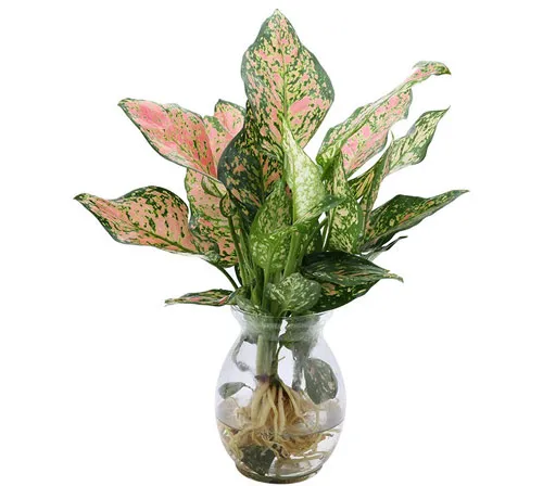 Cây cảnh đẹp, giá tốt và dịch vụ chuyên nghiệp tại Cảnh quan Đại Phú