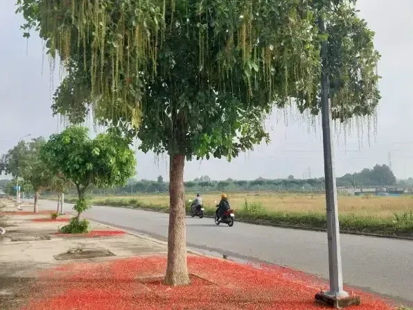 cây cảnh lộc vừng ra hoa rủ xuống