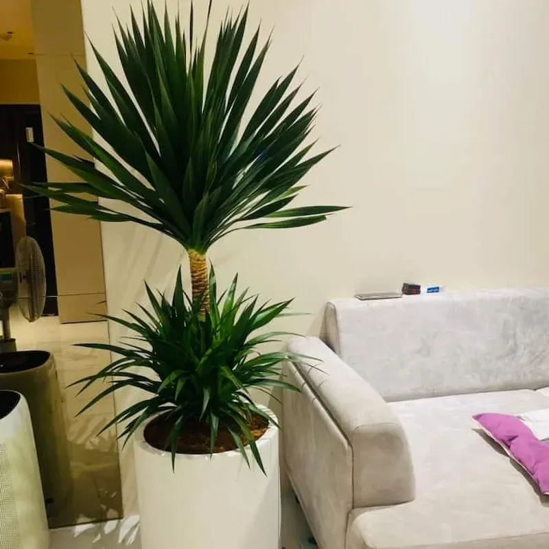 cây cảnh nên trồng Phát tài núi