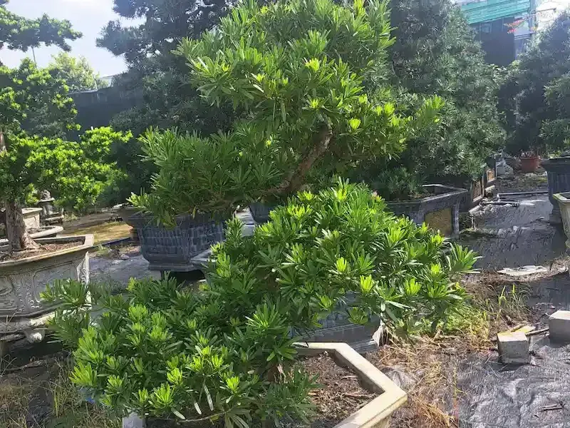 cây cảnh nên trồng Tùng la hán dáng bonsai