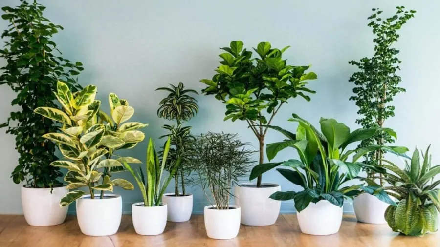 Cây cảnh phong thủy phù hợp với người mệnh Thổ có màu đỏ, cam, tím, và vàng